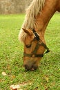 Free Horse Tied Up Royalty Free Stock Photos - 5291968