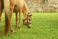 Free Horse Tied Up Stock Image - 5292001