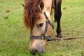 Free Horse Tied Up Royalty Free Stock Photo - 5292035