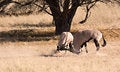 Free Two Fighting Gemsbok Stock Photos - 5297573