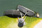 Free Mossy Shore, Tires And Coconut Royalty Free Stock Image - 5291976
