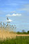Free Farmland Royalty Free Stock Photo - 5292055