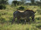 Free Single Grevy S Zebra Stock Images - 5294154