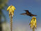 Free Ruby-throated Hummingbird (archilochus Colubris) Stock Image - 5297011