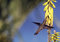 Free Ruby-throated Hummingbird (archilochus Colubris) Stock Photos - 5297053