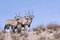 Free Gemsbok In Kgalagadi Royalty Free Stock Photography - 5297587