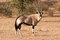 Free Gemsbok In Kgalagadi Royalty Free Stock Photography - 5297607