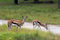 Free Two Young Impalas Royalty Free Stock Photography - 5298707