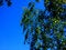 Free A Spring Birch Royalty Free Stock Image - 5299536