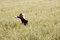 Free Freedom On The Field Royalty Free Stock Images - 5299809