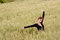 Free Freedom On The Field Royalty Free Stock Images - 5299819