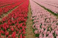 Free Hyacinth Royalty Free Stock Image - 532556