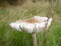 Free Nature S Chair Royalty Free Stock Photos - 536868