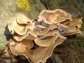Free Autumn In Holland Stock Image - 536871
