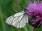 Free Aporia Crataegi. Stock Photography - 532022