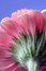 Free Gerbera Royalty Free Stock Image - 534236