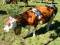 Free Cow With Cow Bell Royalty Free Stock Photo - 537065