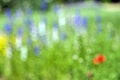 Free Floral Blur Royalty Free Stock Images - 5302289