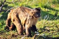 Free Cheeky Monkey Stock Photos - 5305193