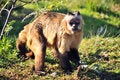 Free Cheeky Monkey Stock Image - 5305211