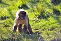 Free Cheeky Monkey Stock Images - 5305214