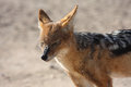Free Jackal Rest Stock Images - 5308464