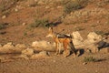 Free Jackal Water Stock Photos - 5308523