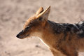 Free Jackal Face Stock Photography - 5308592