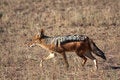 Free Jackal Jog Stock Image - 5308741