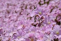 Free Pink Flowerbed Royalty Free Stock Images - 5309329