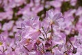 Free Pink Flowerbed Stock Image - 5309361