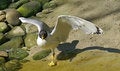 Free Seagull Royalty Free Stock Image - 5309876