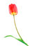 Free Red Tulip With Drops Of Dew Royalty Free Stock Images - 5302489