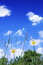 Free Two Daisy On The Meadow Stock Image - 5304191