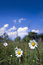 Free Two Daisy On The Meadow Royalty Free Stock Images - 5304219