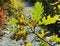 Free Branch Of Rocky Oak By Autumn. Royalty Free Stock Photography - 5304587