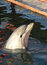 Free Trained Dolphin On Black Sea. Stock Image - 5304611