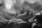 Free Snake Eye Stock Photos - 5305433
