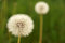 Free Dandelion Stock Photography - 5305762