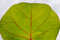 Free Leaf Detail Royalty Free Stock Photography - 5305887