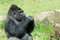 Free Male Gorilla Royalty Free Stock Photo - 5306355