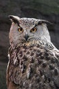 Free Owl. Stock Photography - 5312172
