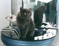 Free Cat In Bathing Royalty Free Stock Image - 5312706