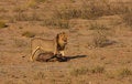 Free Lion Royalty Free Stock Photos - 5312978