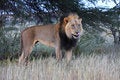 Free Lion Lick Royalty Free Stock Photography - 5313167