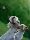 Free Fox Terrier Royalty Free Stock Photos - 5314438