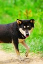Free Dog 5 Stock Photography - 5314772