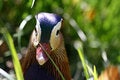 Free Close Up A Head Duck Royalty Free Stock Photo - 5316395