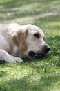 Free Golden Retriever Royalty Free Stock Image - 5318306