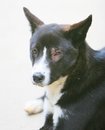 Free Dog Stock Image - 5318581